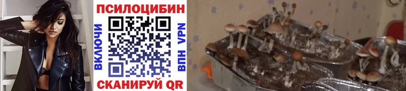 Псилоцибиновые грибы Cubensis  Новотроицк 